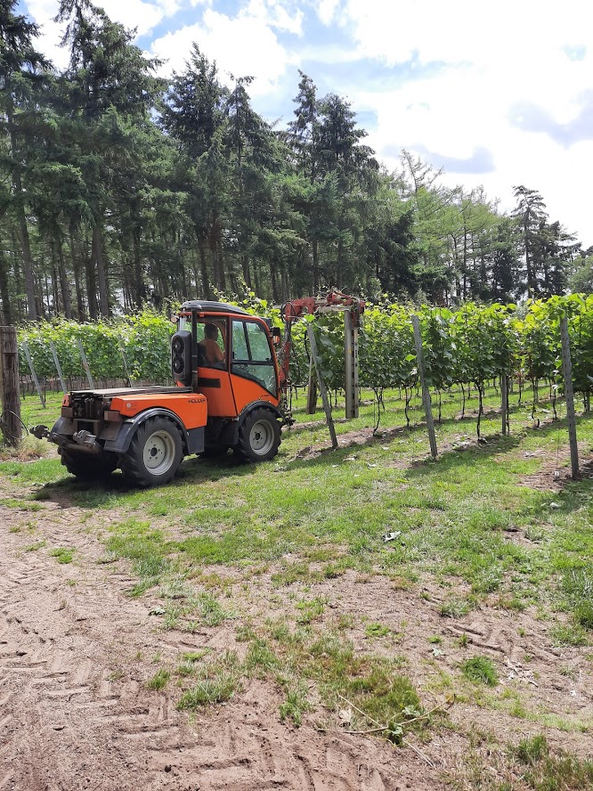 Medewerker Wijngaard.